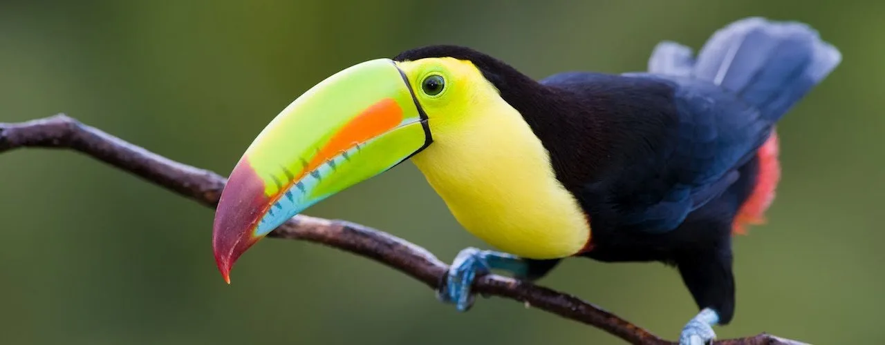 BIRDWATCHING TOUR